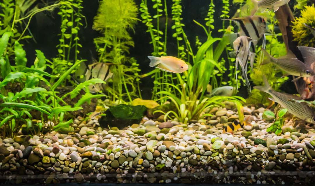 A Beginner’s Guide to Freshwater Plants