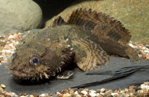 Freshwater Lionfish