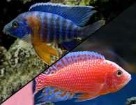 blue and pink peacock cichlids