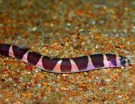 purple striped kuhli loach at the bottom of a tank