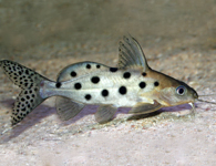 synodontis ocellifer catfish on white substrate