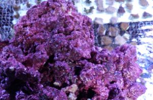 purple reef