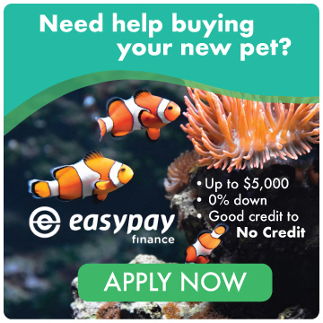 Easy Pay Finance Options