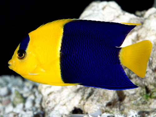 Bicolor Angelfish for Saltwater Aquariums
