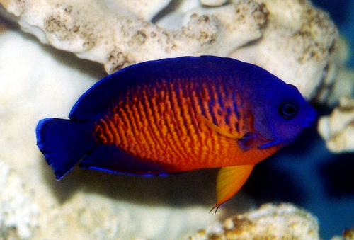 Coral Beauty Angelfish for Saltwater Aquariums