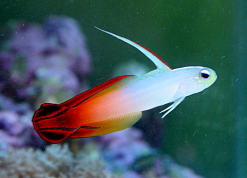 Firefish Goby for Saltwater Aquariums