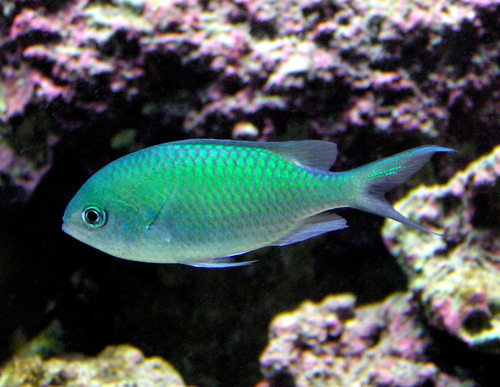 Green Chromis Fish for Saltwater Aquariums