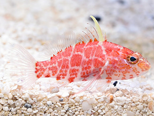 February 20, 2022 20 Best Saltwater Aquarium Fish in (for Beginners)