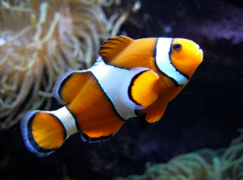 Ocellaris Clownfish for Saltwater Aquariums