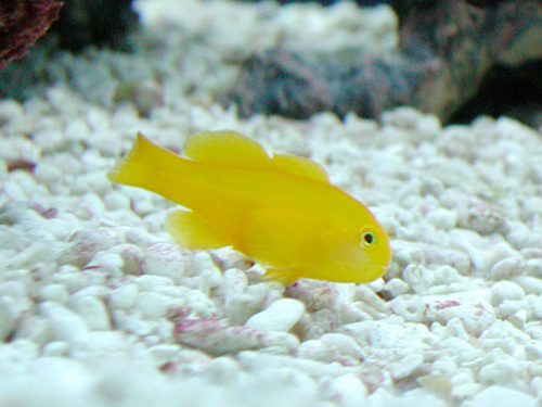 Yellow Clown Goby for Saltwater Aquariums