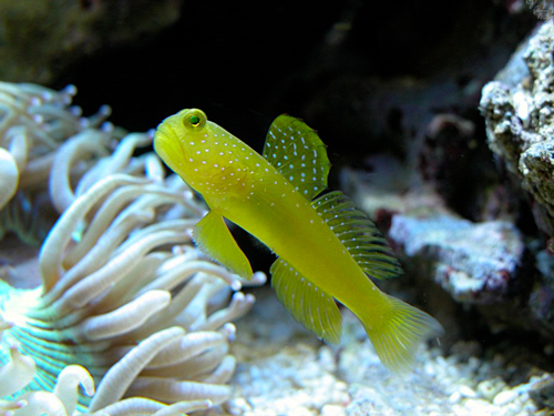 Yellow Clown Goby for Saltwater Aquariums