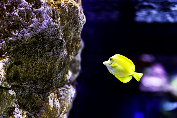 Bright yellow saltwater fish