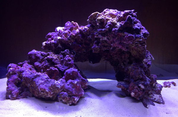 purple saltwater reef
