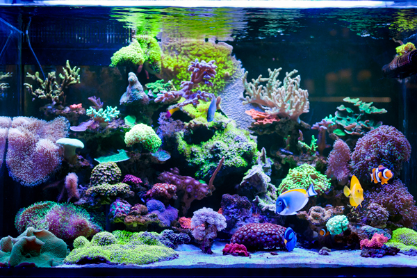 Saltwater aquarium with saltwater fish