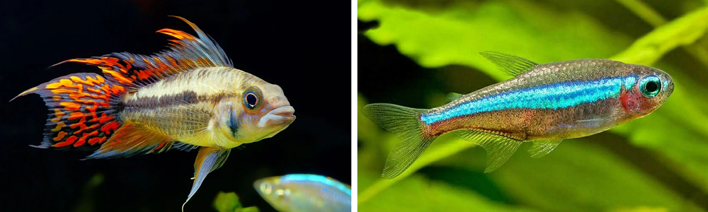 Fish combinations Apistogramma Dwarf Cichlid and Green Neon Tetra