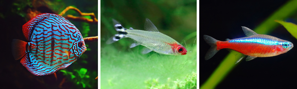 Best Freshwater Aquarium Fish Combinations