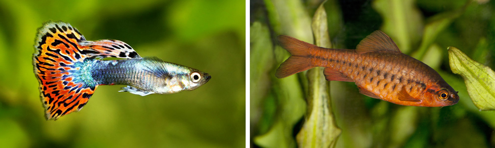 Fish Combinations - guppy-and-cherry-barb
