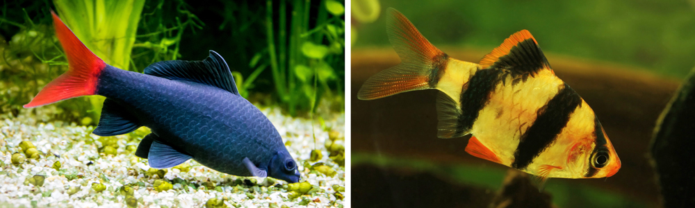 Best 15 Freshwater Aquarium Fish Combos ﻿| OceanFloorStore