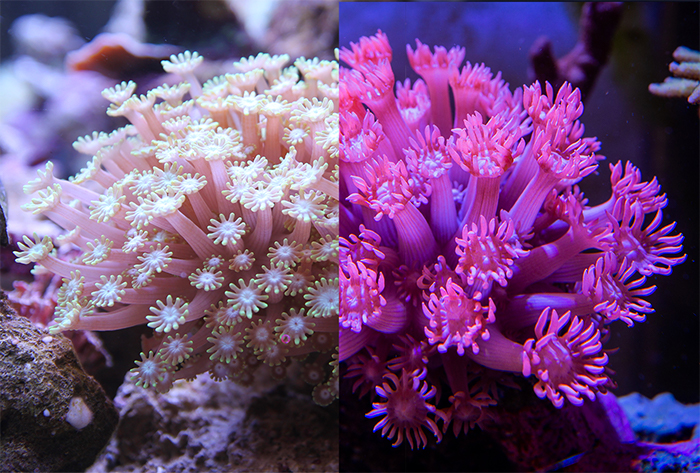 Alveopora-Goniopora Coral