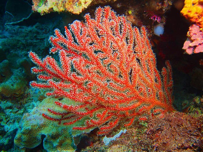 Gorgonian Coral