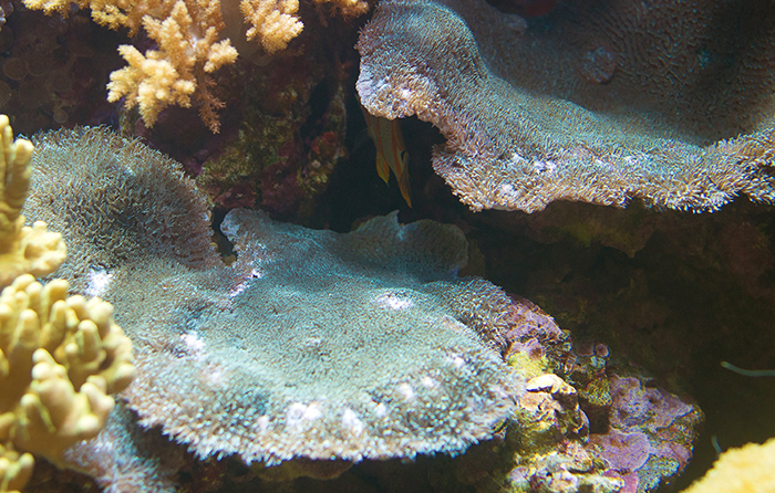 Merulina Coral