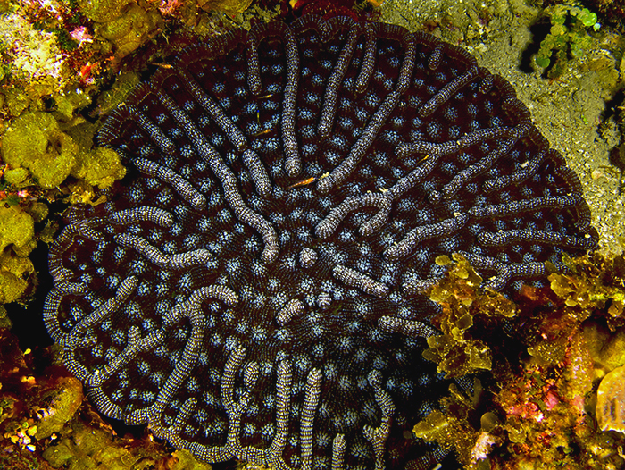 Pavona Coral