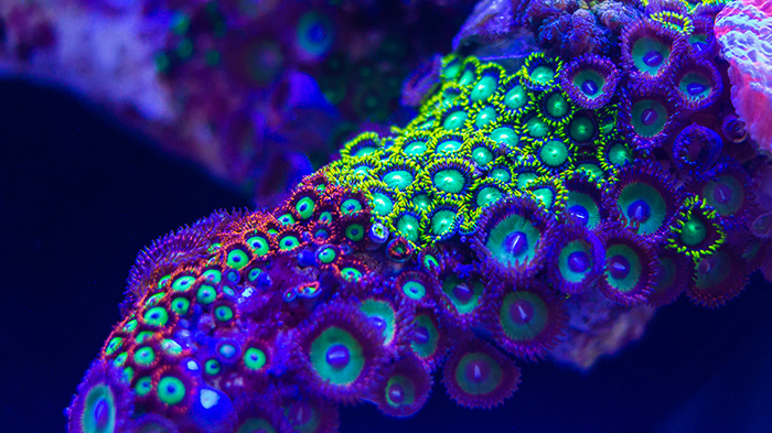 Zoanthinds Coral