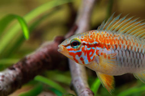 Apistogramma: Complete Knowledge and Care Guide for Dwarf Cichlids