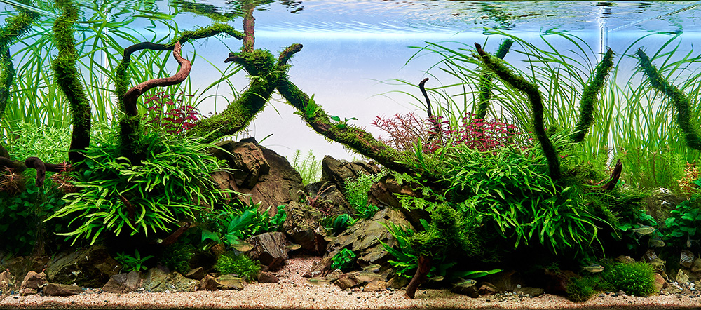 an aquarium with a sand bottom and lush vegetation - perfect for dwarf cichlids.
