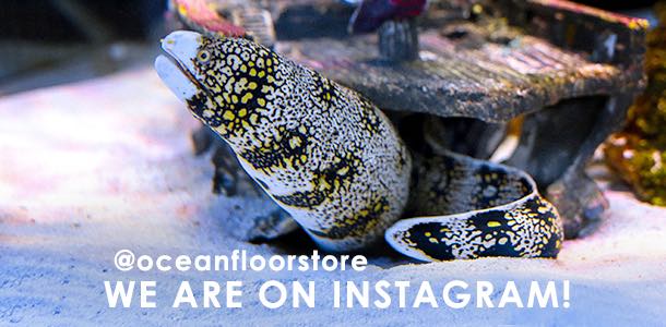 Ocean Floor Fish Store Instagram