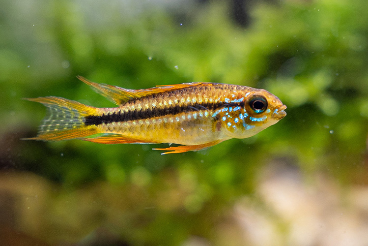 Apistogramma fish beige with a black stripe and blue highlights